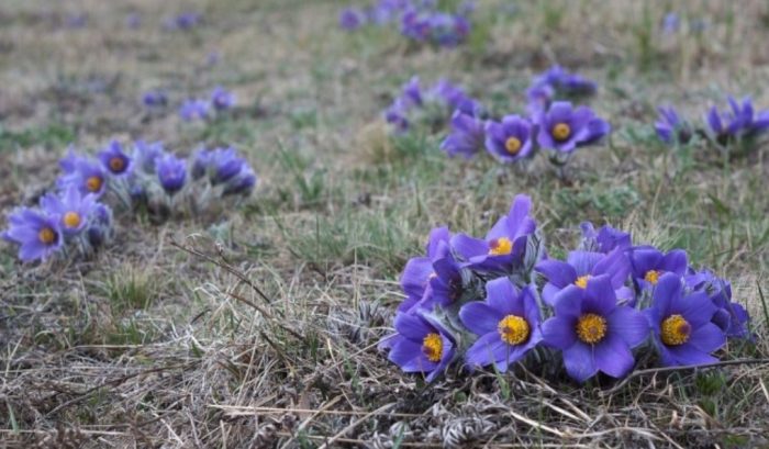 Кръстът на Турчинов