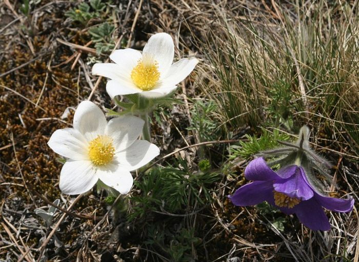 Гледната точка на Турчинов