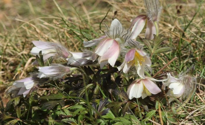Пролетен цвят на пасква