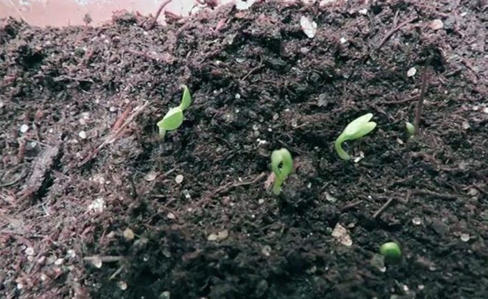 Стръкове от Pulsatilla