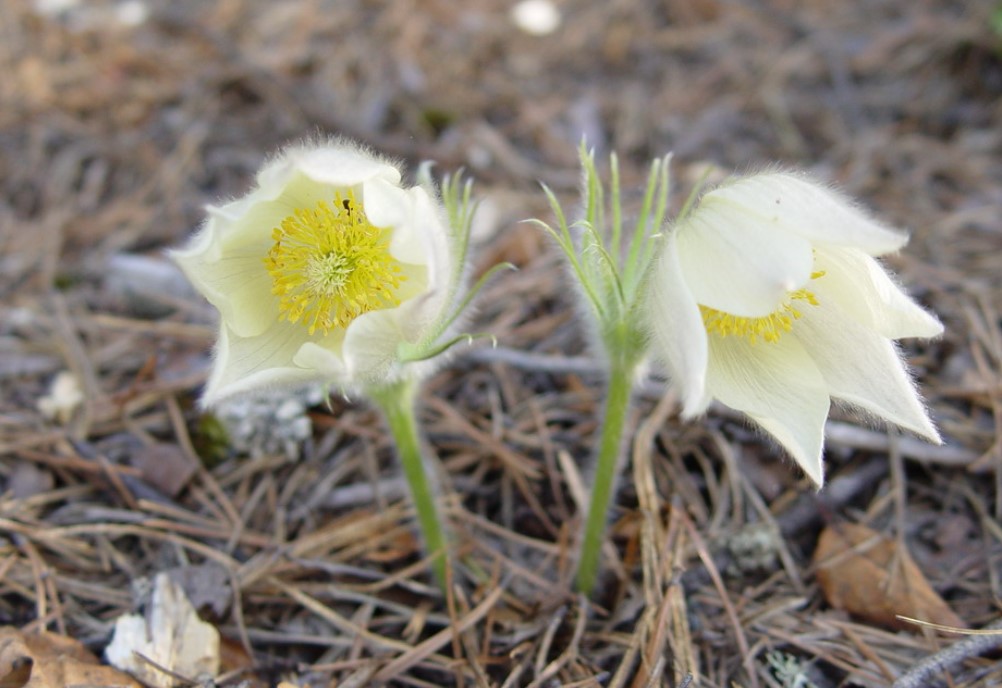 Пожълтяване на цвят на пасхалната кост