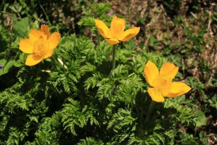 Златна пасква