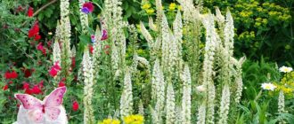 Предимства на миньонета