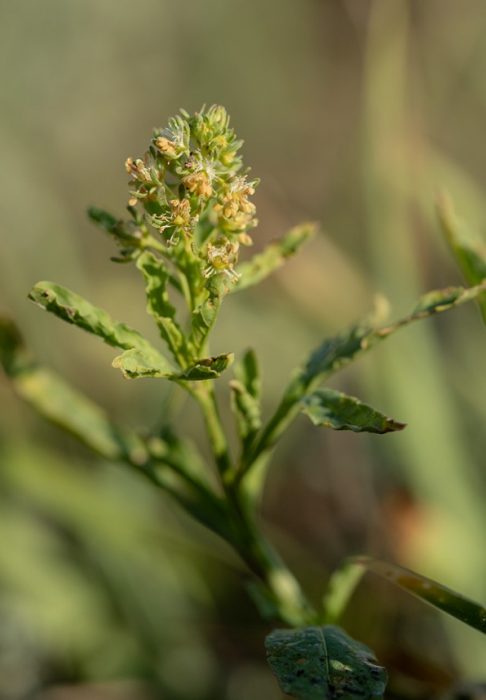 Μινιόνετ άοσμο
