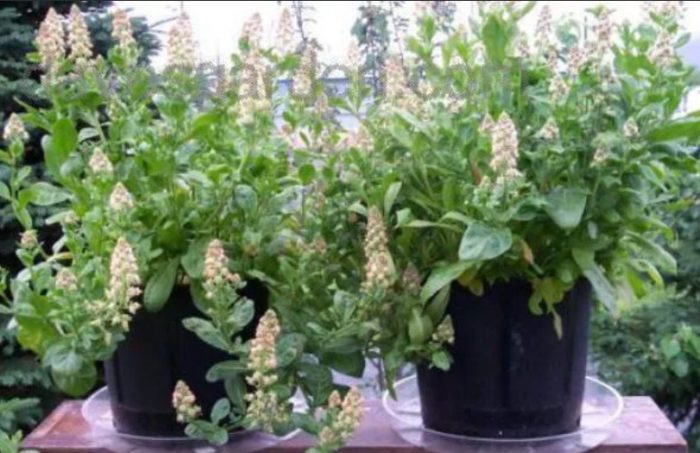 Μινιονέτ σε γλάστρα