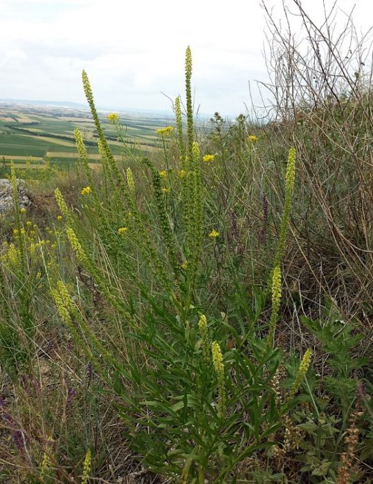 Είδος κίτρινης ρεζέντας