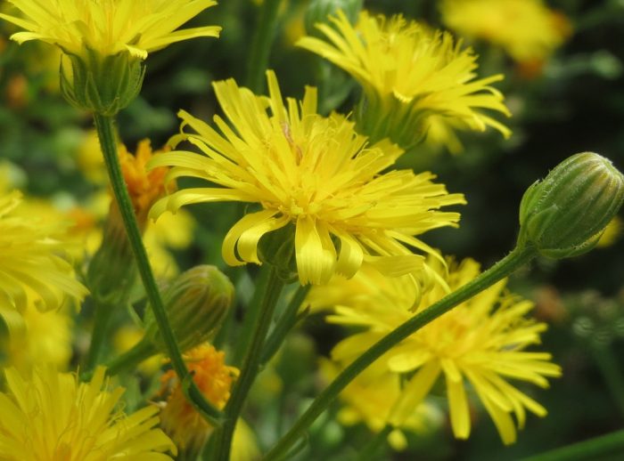 Λουλούδια Skerda