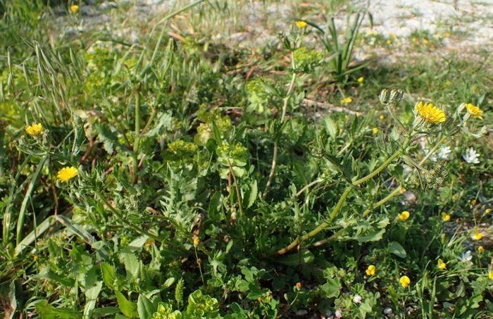 Τραχύ σκέρντα