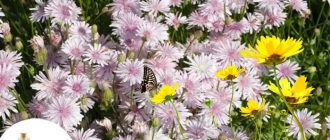 Скерда или крепи