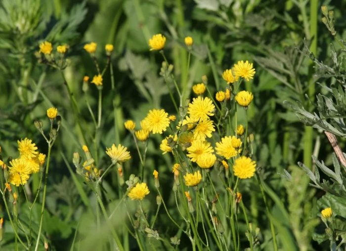 Στέγη υπόστεγου