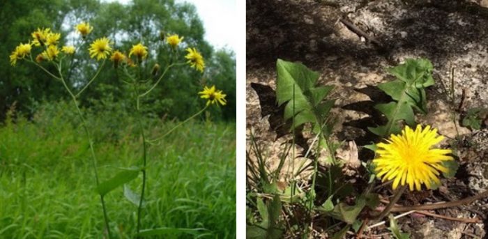 Γκρι είδος Skerda