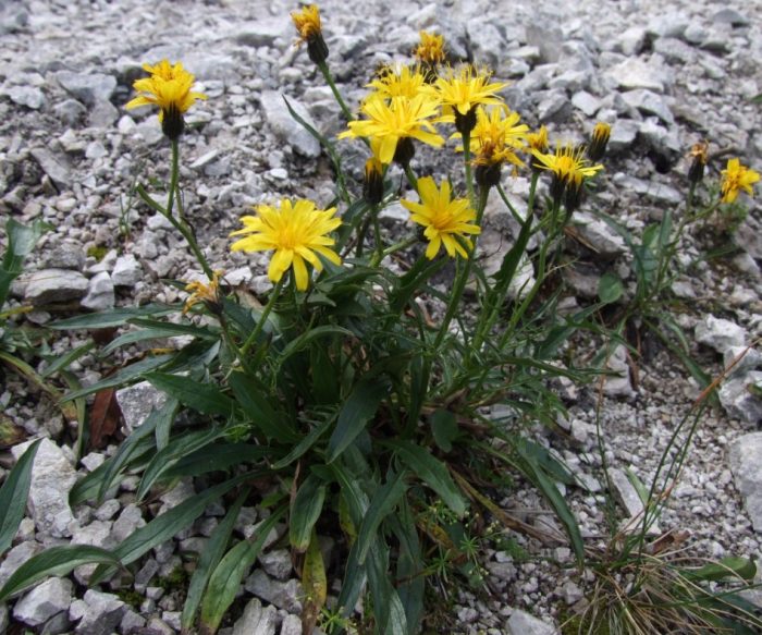 Σκέρντα Ζακένα