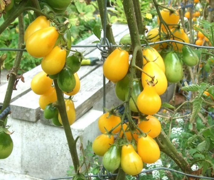 Доматени храсти Honey Drop