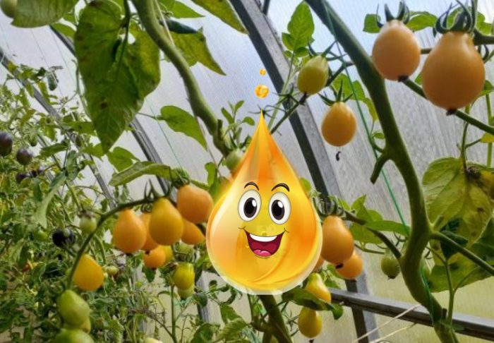 Домат с медена капка