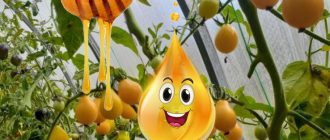 Медени домати