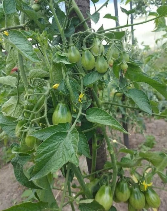 Зелени плодове по храстите от сорта Медена капка