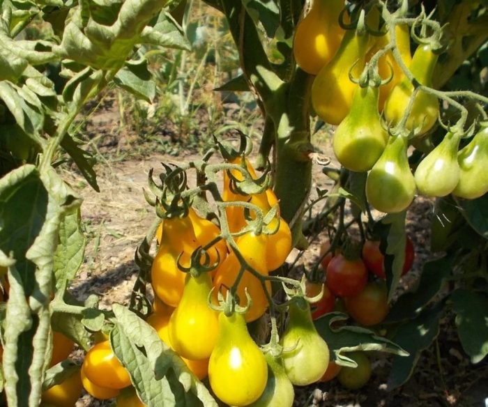 Доматени храсти в земята