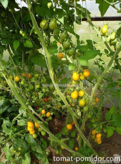 Преглед на домати с медена капка