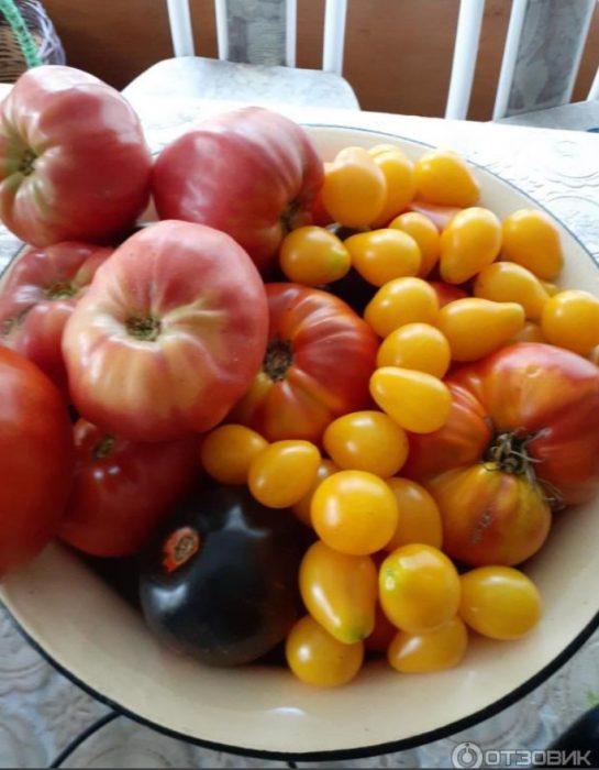 Домати в чиния