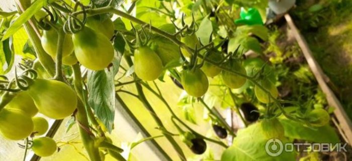 Храсти с медоносни капки