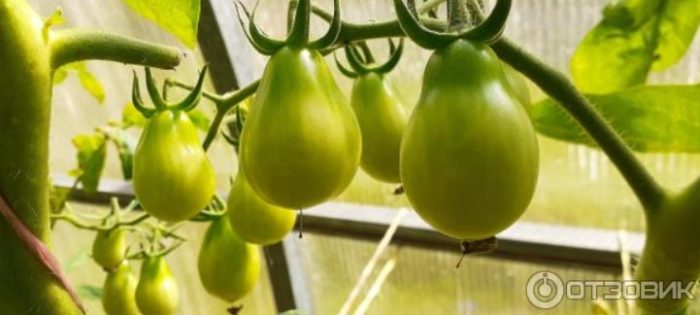 Плодове домати с медена капка