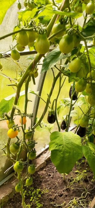 Храсти в оранжерия