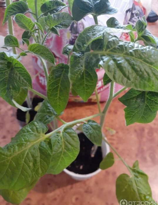 Разсад от домати Honey Drop