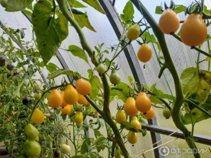 Храсти от сорта Медена капка