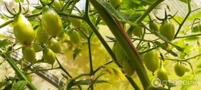 Сорт Медена капка