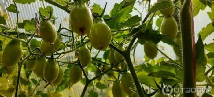 Плодове от сорта Медена капка