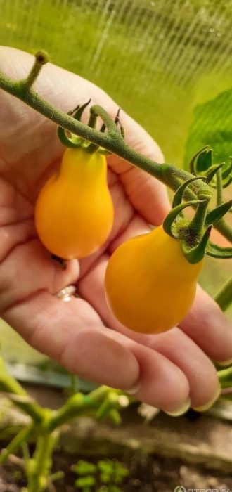 Плодове домати с медена капка