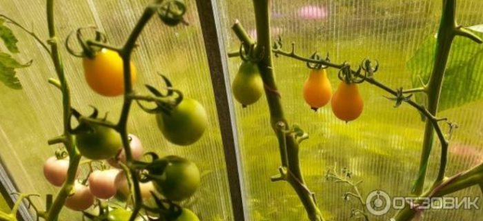 Храсти от сорта Медена Кля