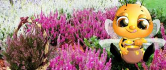 Красотата и ползите от пирен