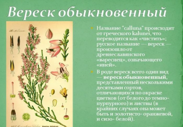 Описание на пирен