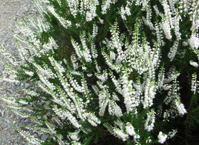 Хедър Алба Плена