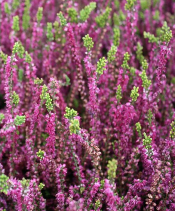 Хедър сорт Алегрето