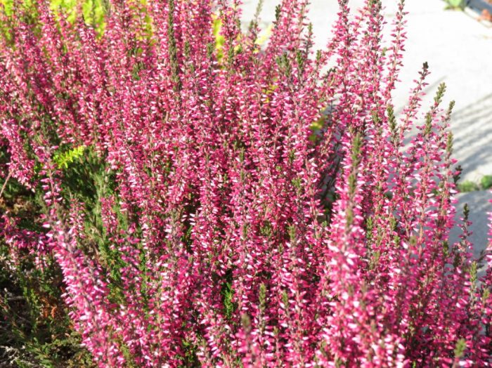 Хедър Аметист