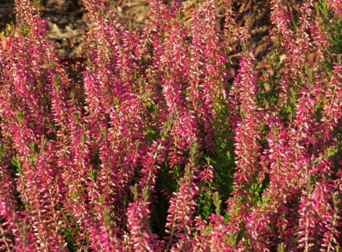 Хедър Анджи