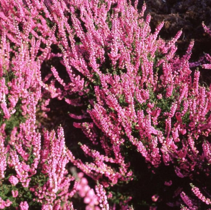 Хедър Анабел