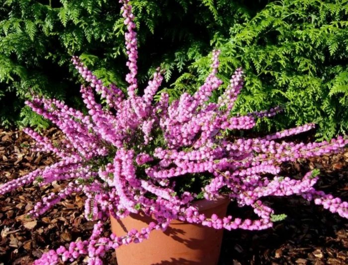 Махрови сортове Анемари