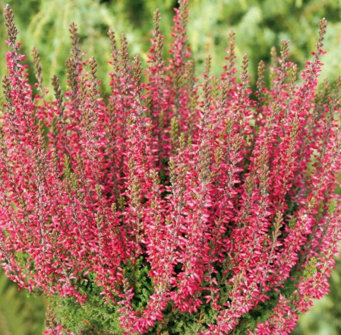 Хедър Афродита