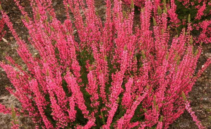 Хедър Атина