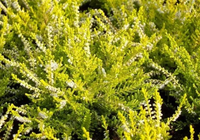 Хедър Ауреа