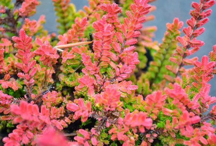 Хедър Есенно сияние