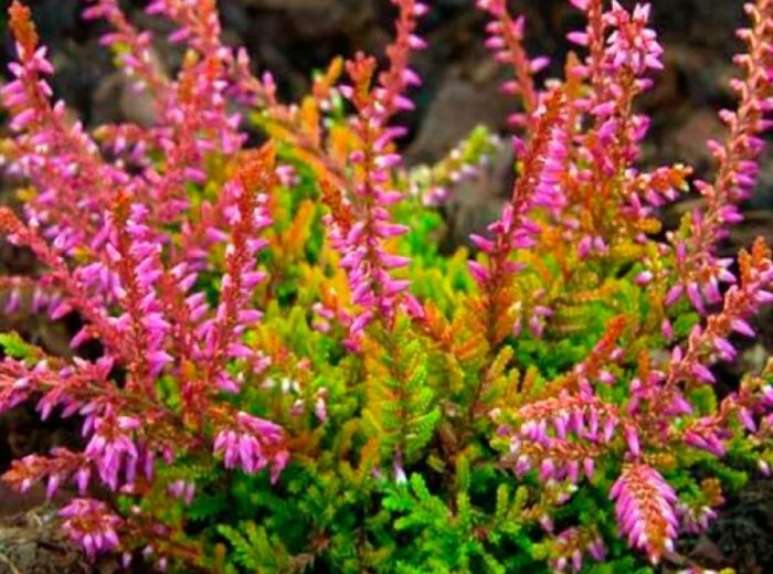 Хедър Бонита