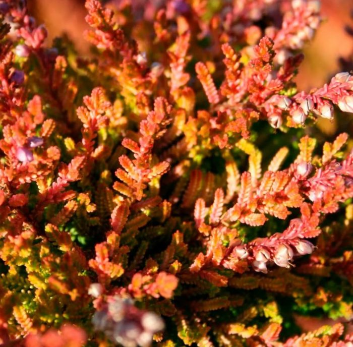 Хедър Боскоп