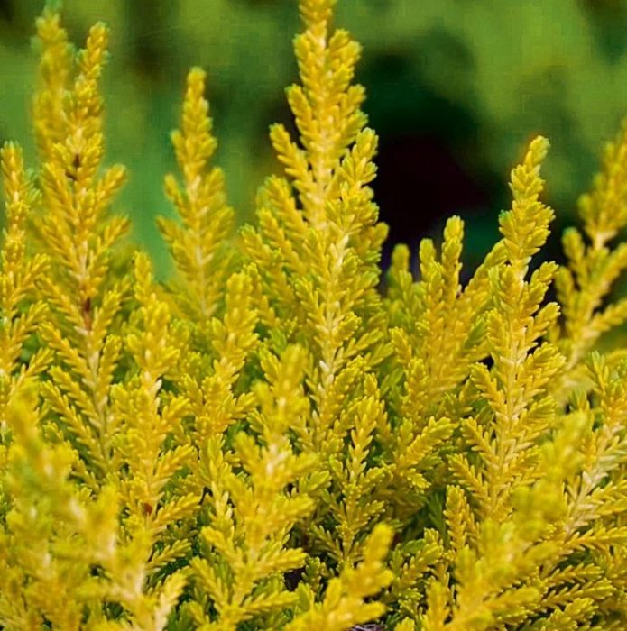 Хедър Котсууд Голд