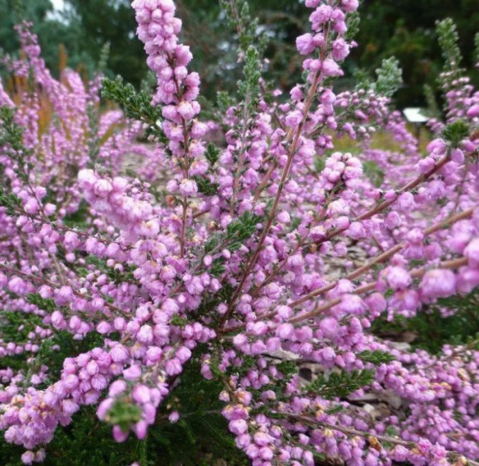 Хедър Каунти Уиклоу