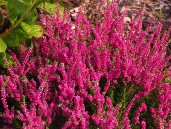 Хедър Тъмна звезда