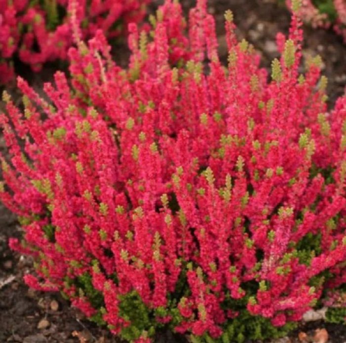 Хедър Дарк Бюти